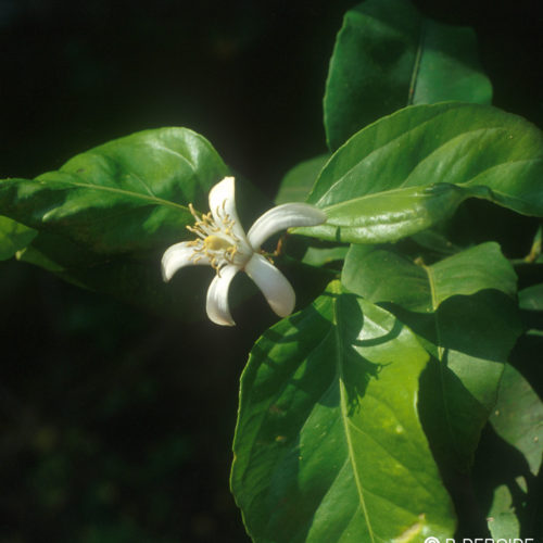 Citronnier - Citrus limonum - 10 ml