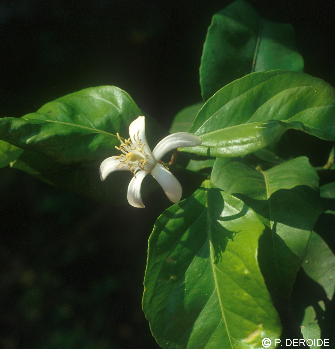 Citronnier - Citrus limonum - 10 ml 2 Citronnier - Citrus limonum - 10 ml