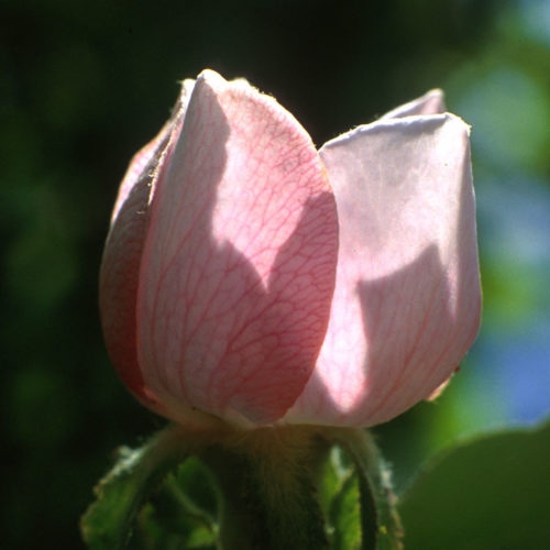 Cognassier - Cydonia oblonga - 10 ml