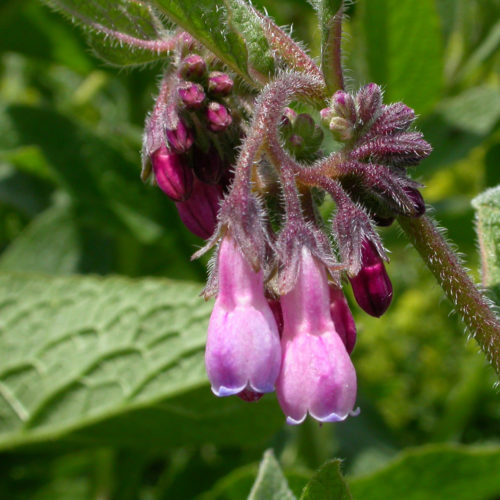 Consoude - Symphytum officinale - 10 ml