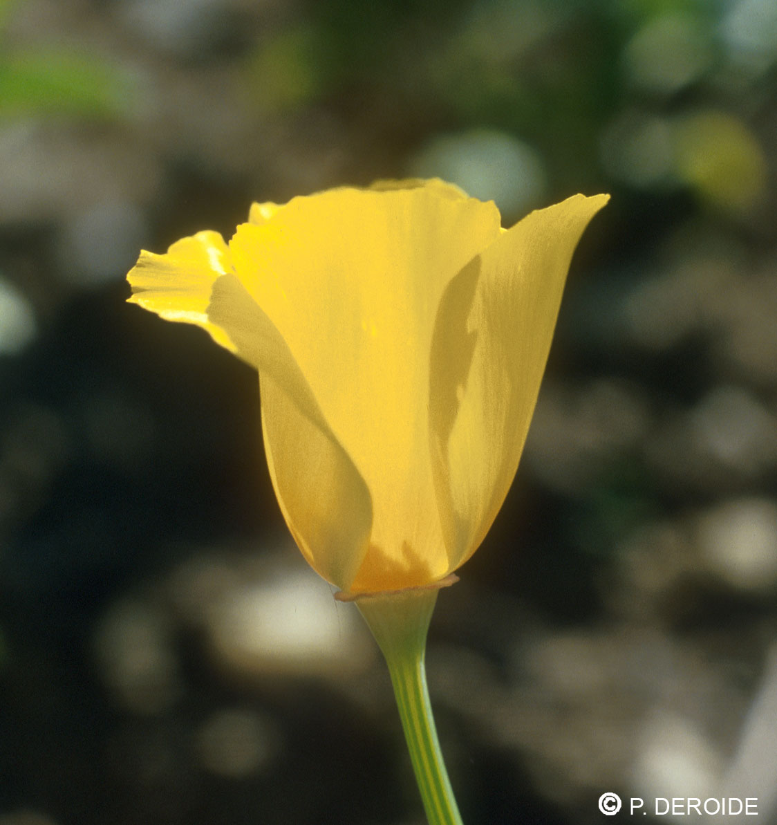 Coquelicot de Californie - Eschscholzia californica - 10 ml 2 Coquelicot de Californie - Eschscholzia californica - 10 ml