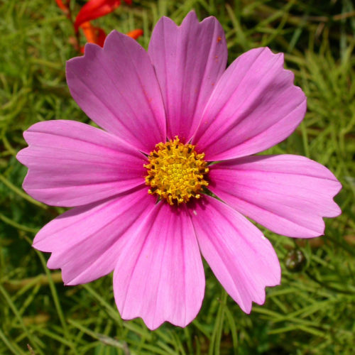 Cosmos - Cosmos bipinnatus - 10 ml