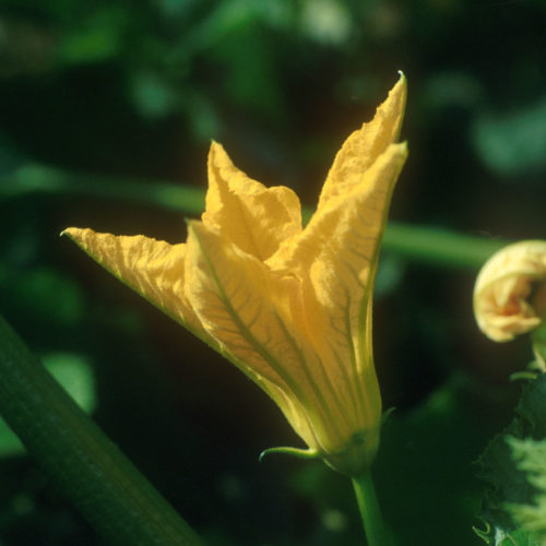 Courgette - Cucurbita pepo- 10 ml