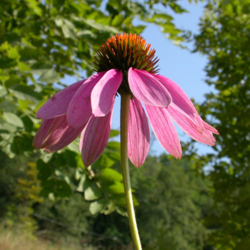 Echinacée - Echinacea purpurea - 10 ml