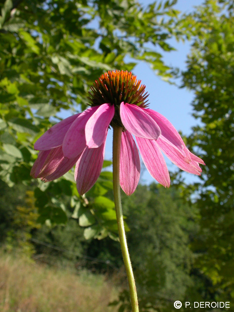 Echinacée - Echinacea purpurea - 10 ml 2 Echinacée - Echinacea purpurea - 10 ml