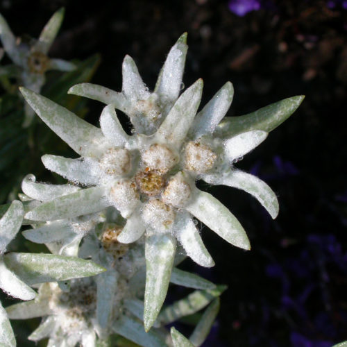 Edelweiss - Leontopodium alpinum - 10 ml