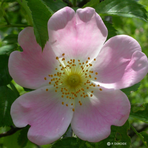 Eglantier - Wild rose - No 37 (10ml)