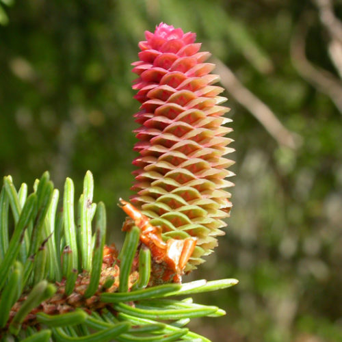 Epicéa - Picea abies - 10 ml