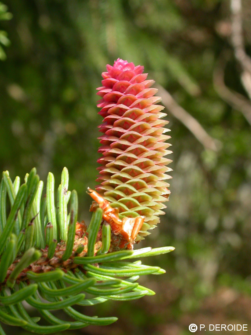 Epicéa - Picea abies - 10 ml 2 Epicéa - Picea abies - 10 ml