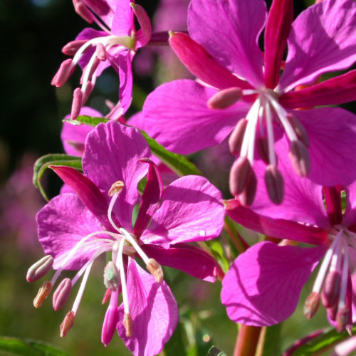 Epilobe - Epilobium angustifolium - 10 ml