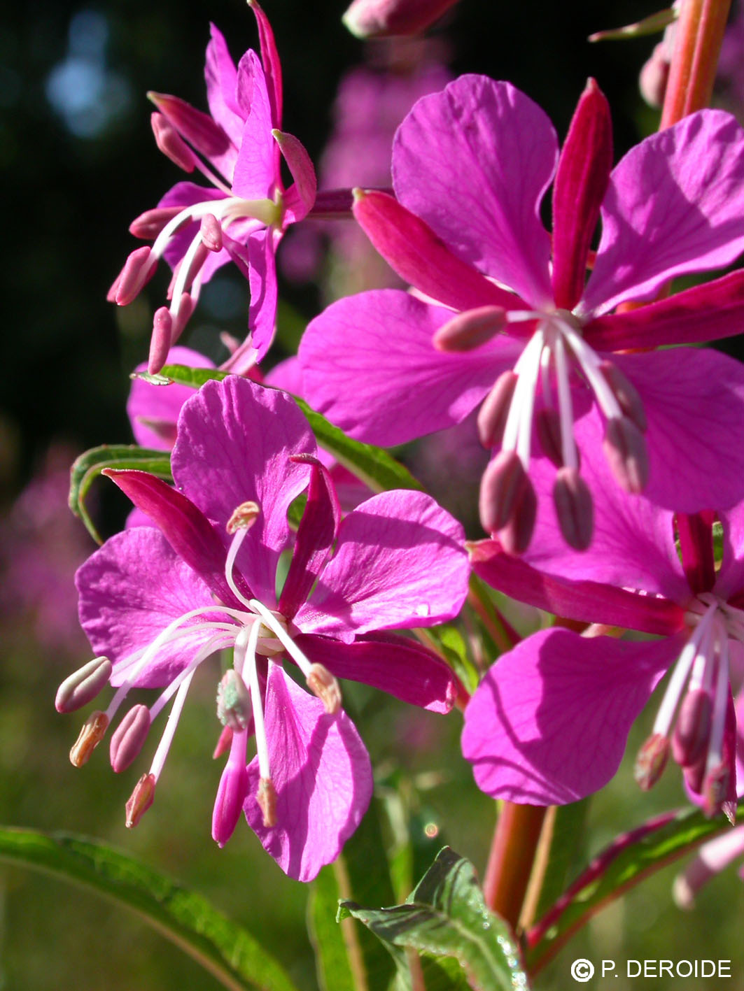 Epilobe - Epilobium angustifolium - 10 ml 2 Epilobe - Epilobium angustifolium - 10 ml