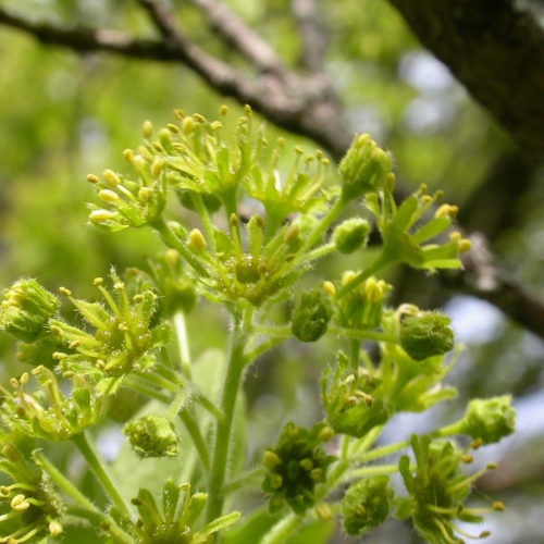 Erable - Acer campestre - 10 ml