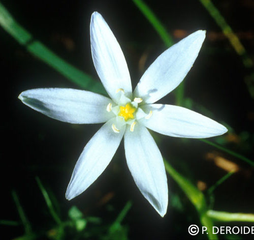 Etoile de Béthléem - Star of Bethleem - No 29 (10ml)