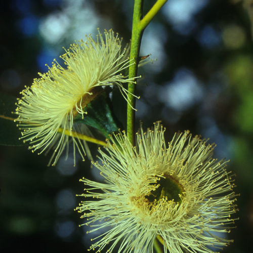 Eucalyptus - Eucalyptus globulus - 10 ml