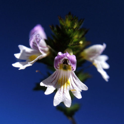 Euphraise - Euphrasia officinalis - 10 ml