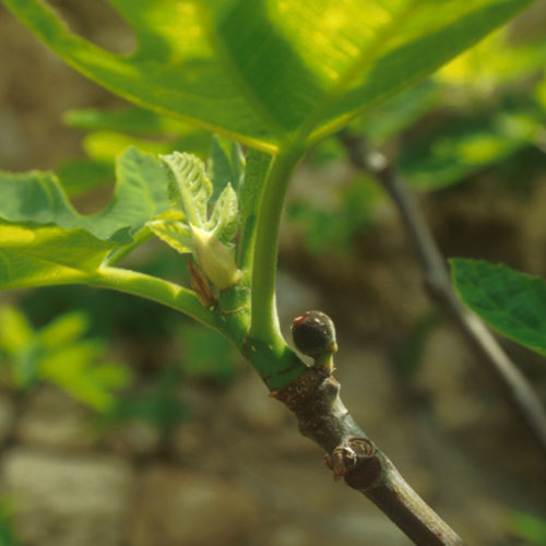 Figuier - Ficus carica - 10 ml