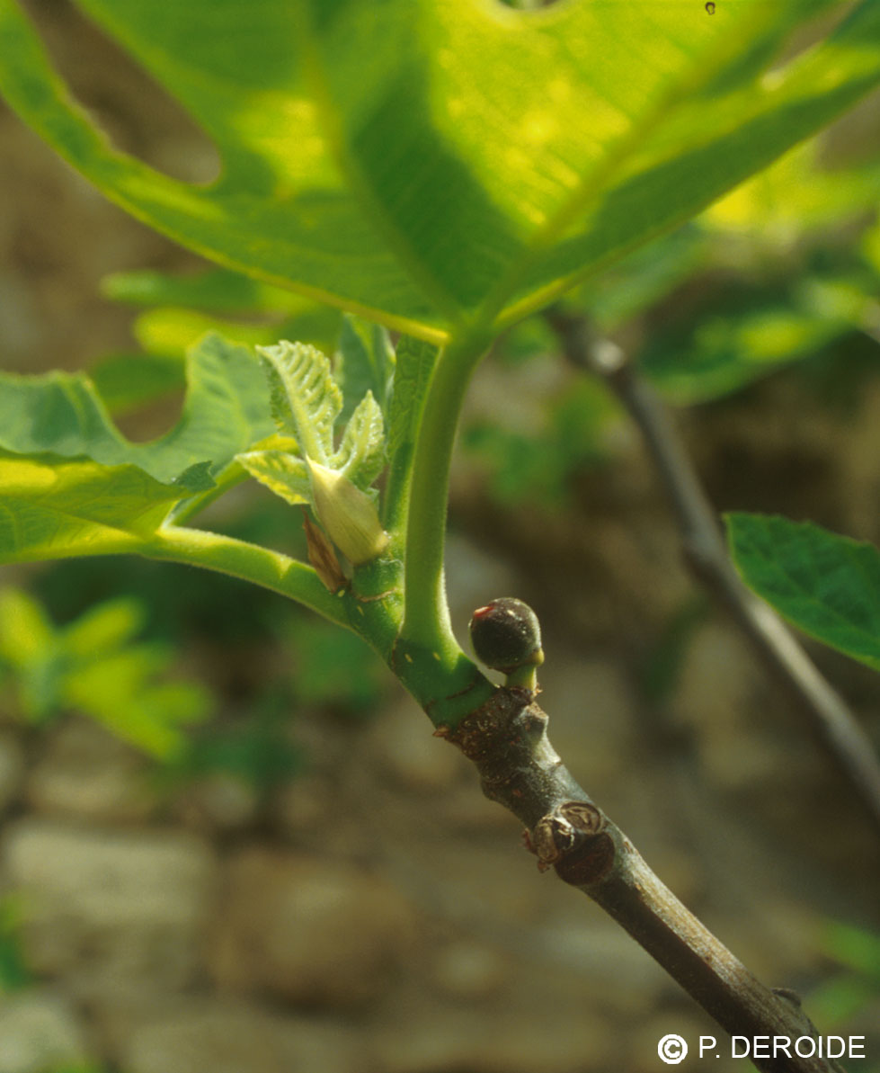 Figuier - Ficus carica - 10 ml 2 Figuier - Ficus carica - 10 ml