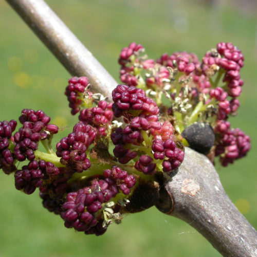 Frêne - Fraxinus excelsior - 10 ml