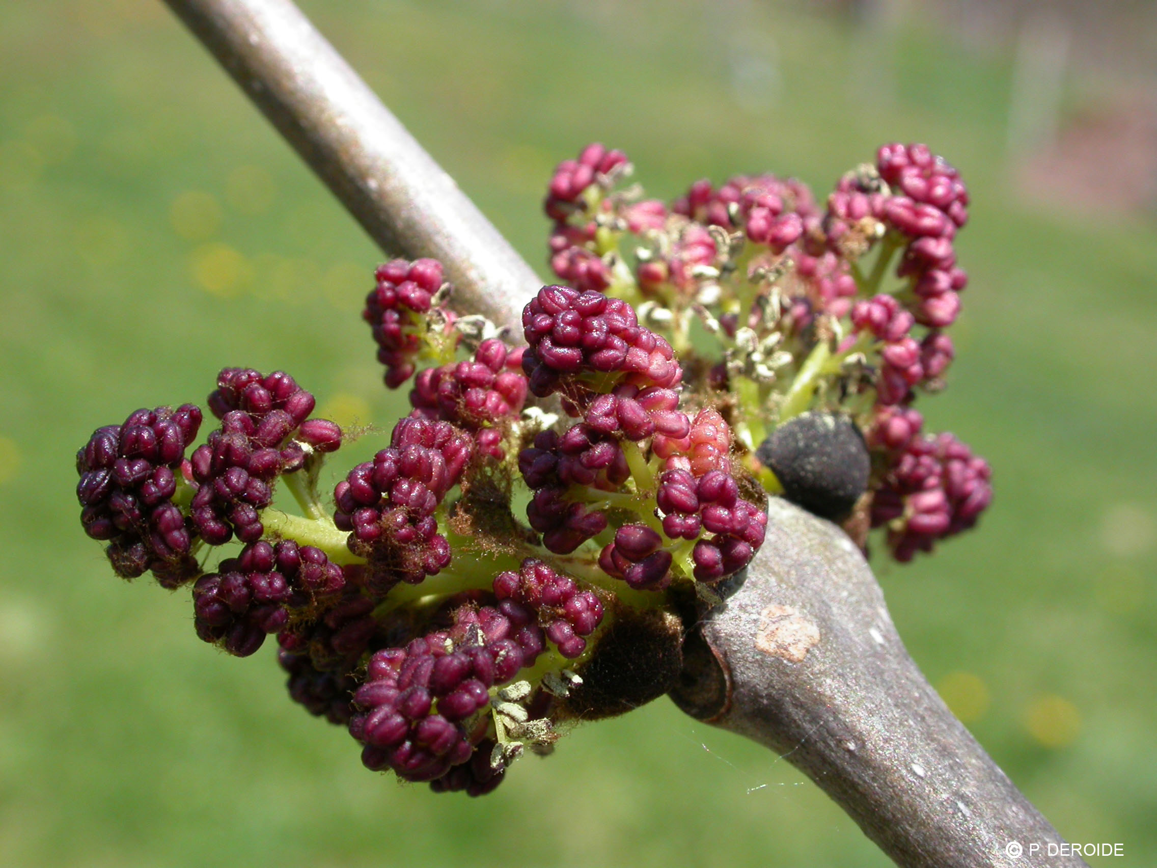 Frêne - Fraxinus excelsior - 10 ml 2 Frêne - Fraxinus excelsior - 10 ml