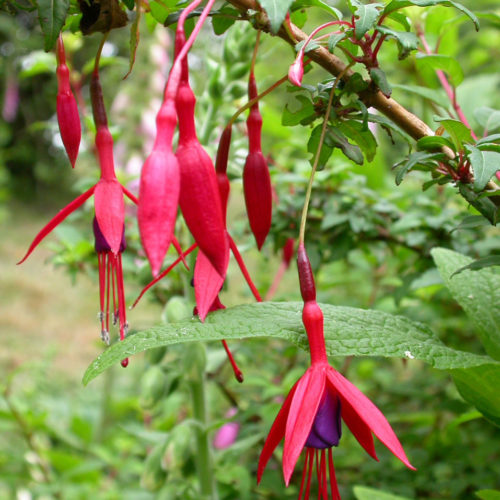 Fuchsia - Fuchsia magellanica - 10 ml