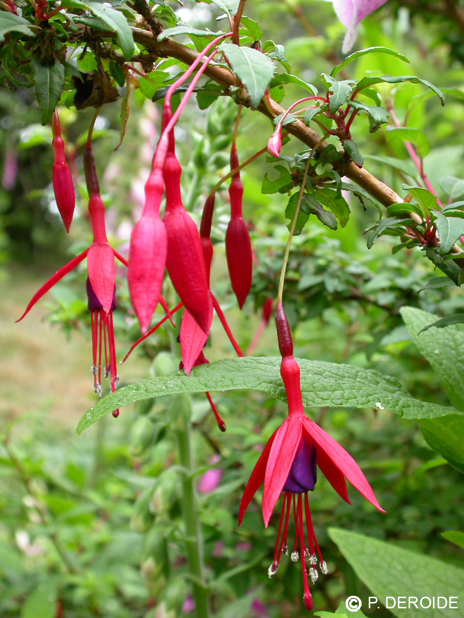 Fuchsia - Fuchsia magellanica - 10 ml 2 Fuchsia - Fuchsia magellanica - 10 ml