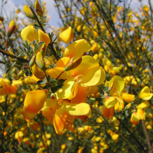 Genêt - Cytisus scoparius - 10 ml