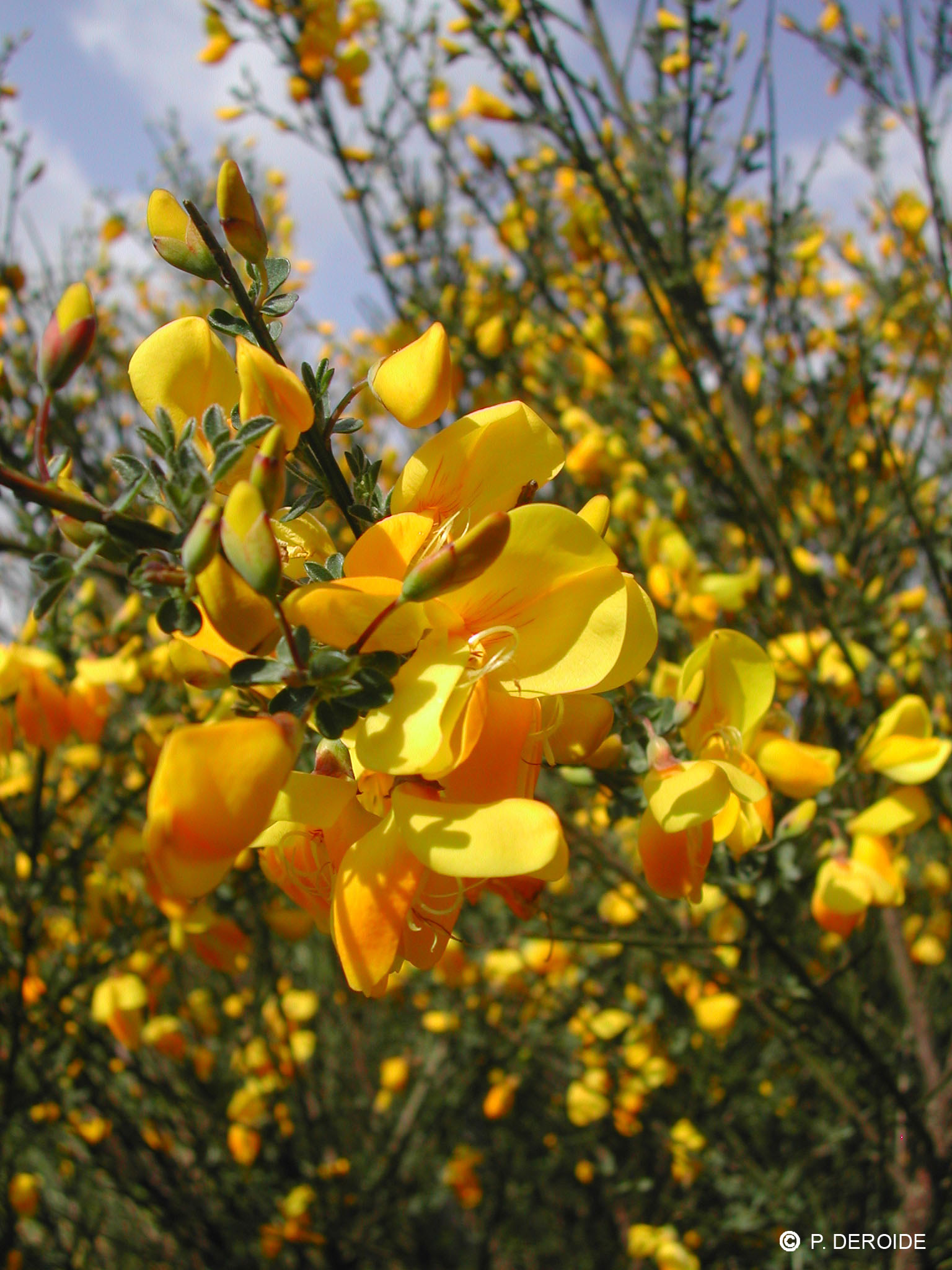 Genêt - Cytisus scoparius - 10 ml 2 Genêt - Cytisus scoparius - 10 ml