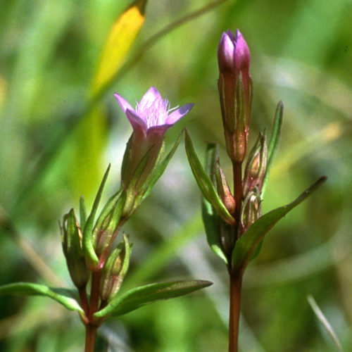 Gentiane - Gentian - No 12 (10ml)