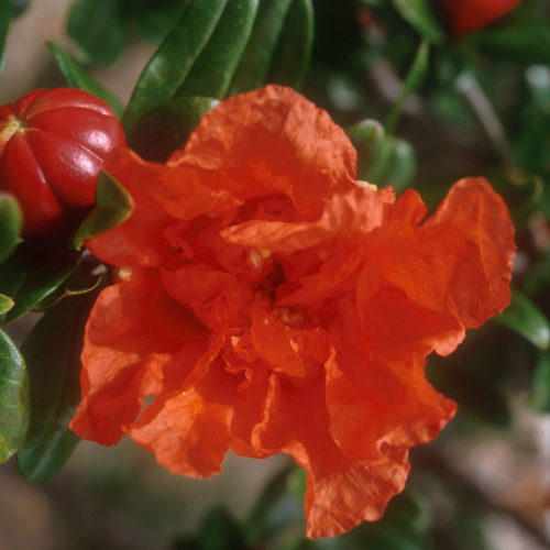 Grenadier - Punica granatum - 10 ml