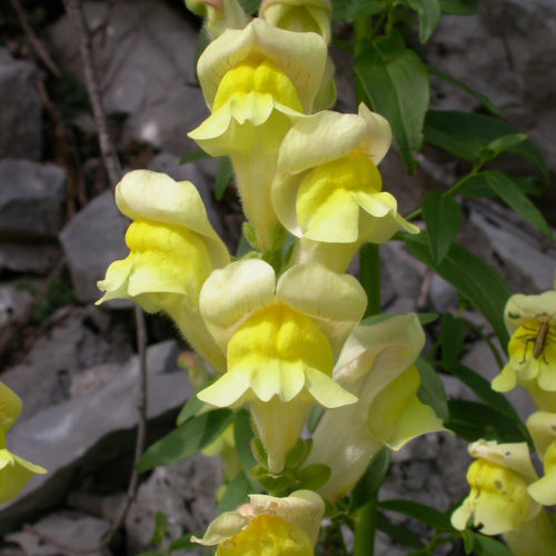 Gueule de loup - Antirrhinum majus - 10 ml