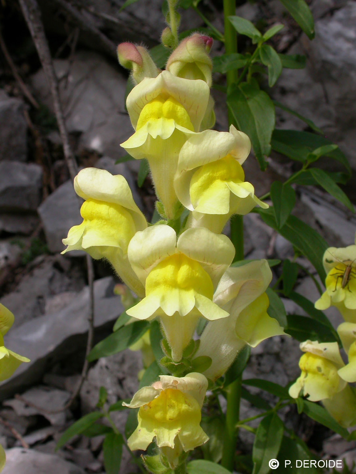 Gueule de loup - Antirrhinum majus - 10 ml 2 Gueule de loup - Antirrhinum majus - 10 ml