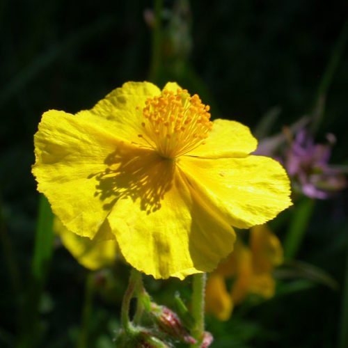 Hélianthème - Rock rose - No 26 (30ml)