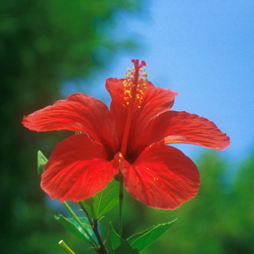 Hibiscus - Hibiscus sinensis - 10 ml