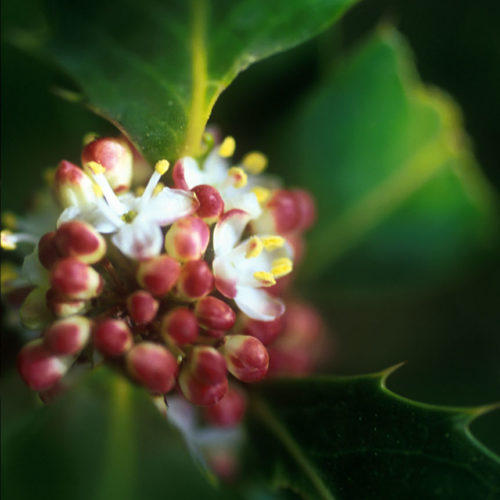 Houx - Holly -No 15 (30ml)