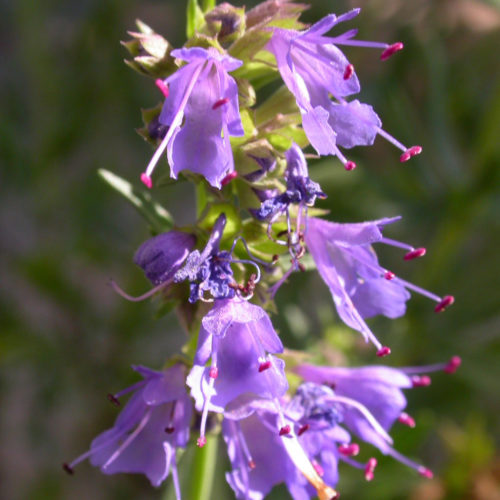 Hysope - Hyssopus officinalis - 10 ml