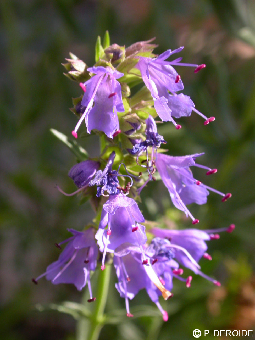 Hysope - Hyssopus officinalis - 10 ml 2 Hysope - Hyssopus officinalis - 10 ml