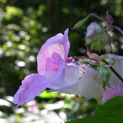 Impatiente - Impatiens- No 18 (30ml)