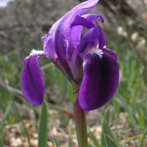 Iris - Iris sp. - 10 ml