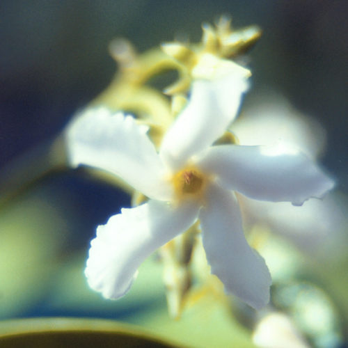 Jasmin - Jasmine officinalis - 10 ml