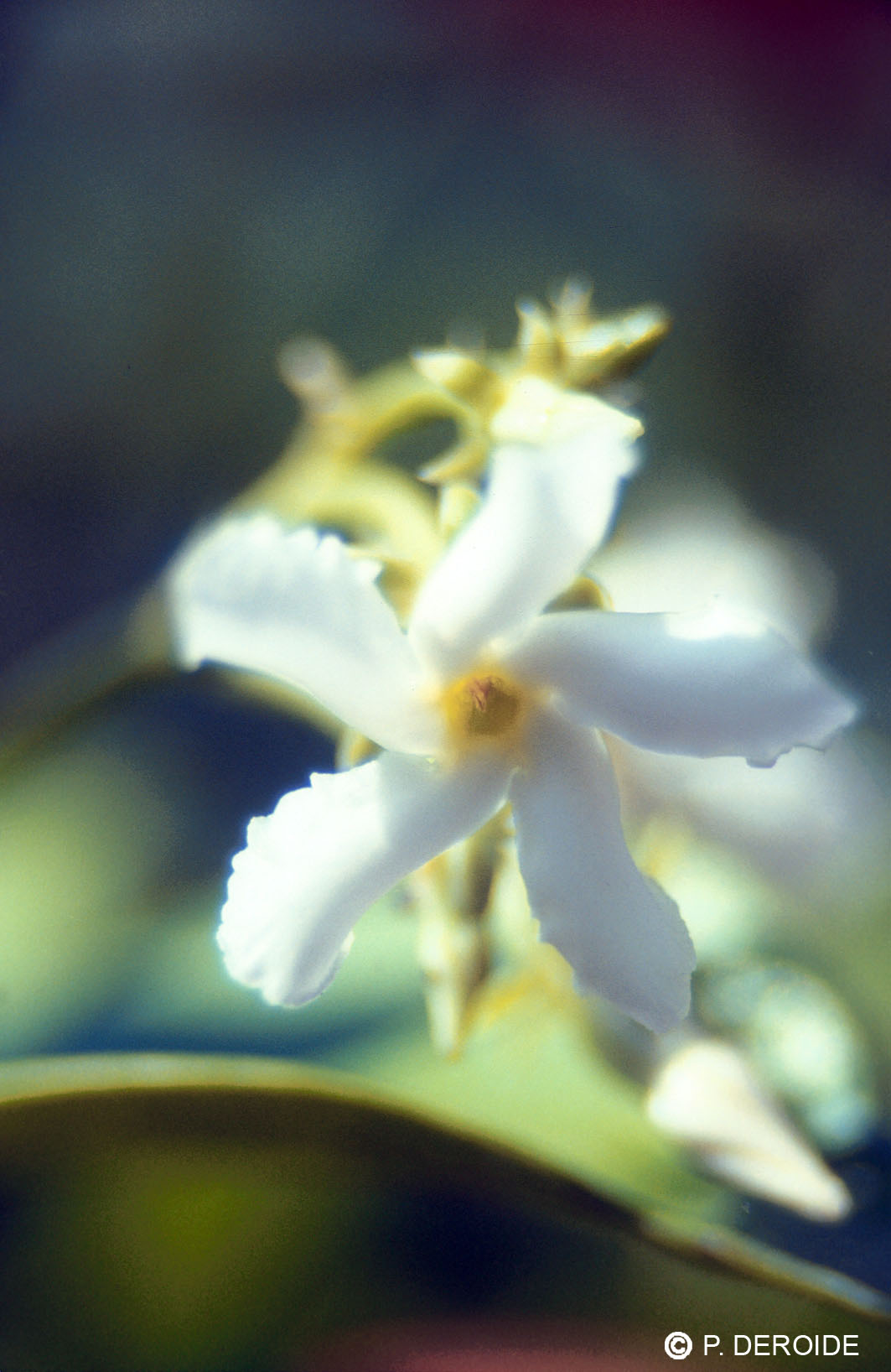 Jasmin - Jasmine officinalis - 10 ml 2 Jasmin - Jasmine officinalis - 10 ml