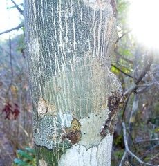 KATRAFAY (cedrepopsis grevei) BIO EQU, ptaeroxylaceae - en 5ml, 10ml, 15ml