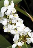 LIBERTIA - Libertia sessiliflora- 10ml