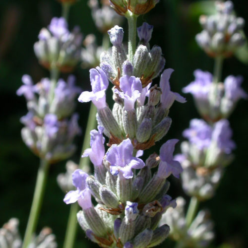 Lavande - Lavendula officinalis - 10 ml