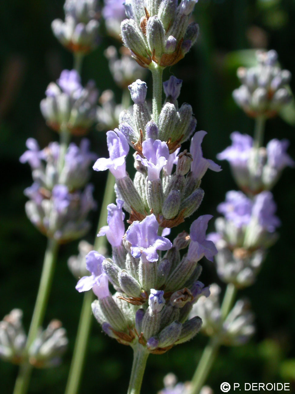 Lavande - Lavendula officinalis - 10 ml 2 Lavande - Lavendula officinalis - 10 ml