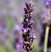 LAVANDE ASPIC (lavandula latifolia) BIO, labiées - en 10ml, 15ml, 30ml