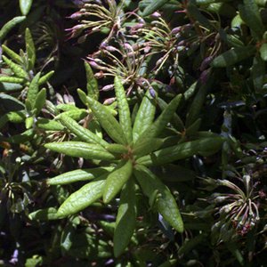 LEDON DU GROENLAND (ledum groenlandicum) S, - en 2ml, 5ml, 10ml