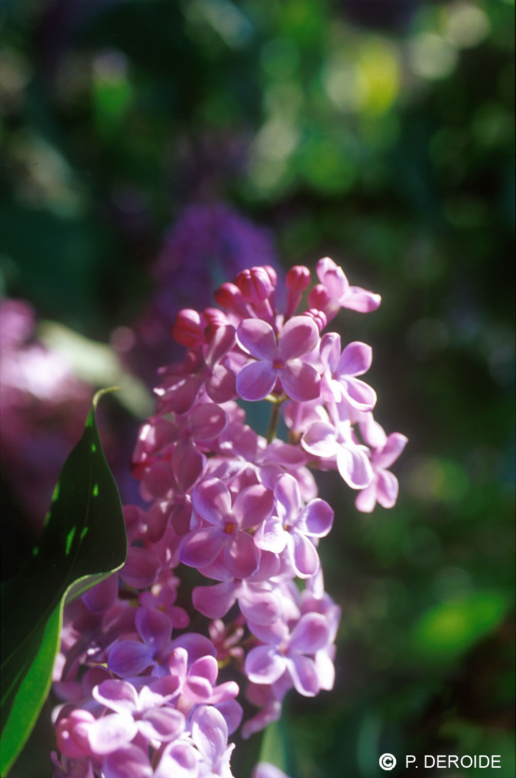 Lilas - Syringa vulgaris - 10 ml 2 Lilas - Syringa vulgaris - 10 ml