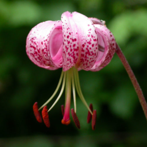 Lis martagon - Lilium martagon - 10 ml