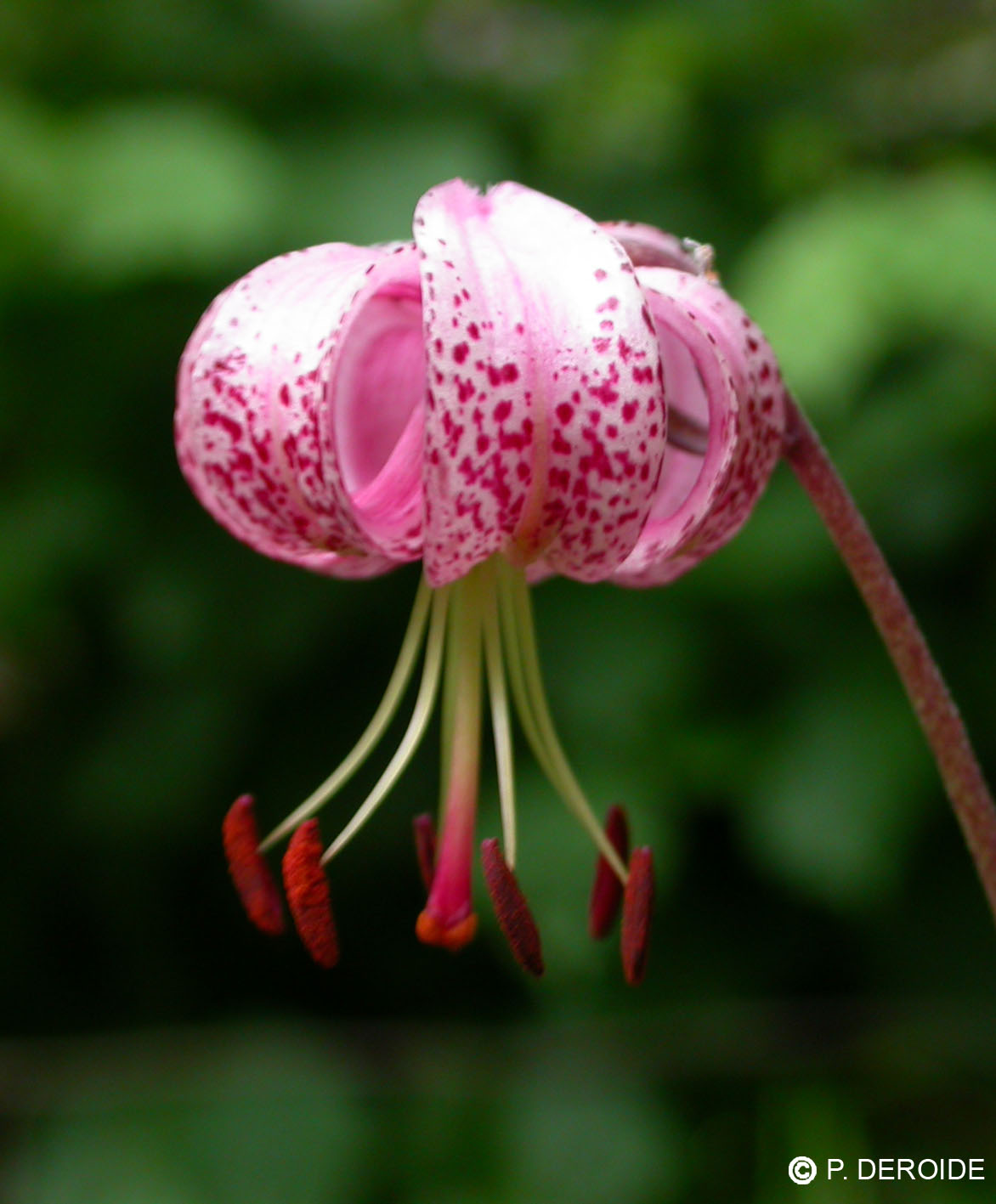 Lis martagon - Lilium martagon - 10 ml 2 Lis martagon - Lilium martagon - 10 ml