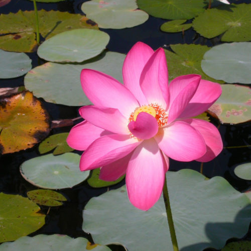 Lotus - Nelumbo nucifera - 10 ml